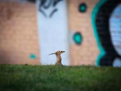 ¿Sabes reconocer a los animales del Manzanares?