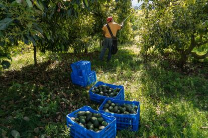 aguacates en una huerta en Uruapan, Michoacán