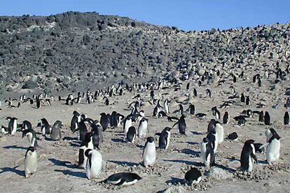 Colonia de pingüinos Adelia en cabo Royds.