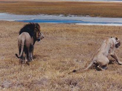 Una pareja de leones junto al río Tarangire.