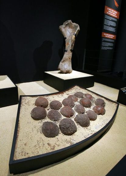 Huevos y fémur de dinosaurio en la exposición <i>Dinosaurios. Tesoros del desierto de Gobi</i>.