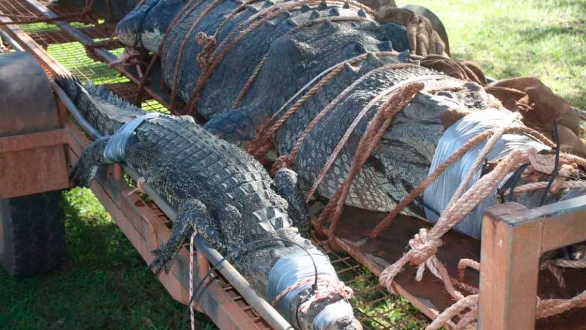 Cazado un cocodrilo gigante en un río de Australia tras 10 años de acecho |  Mundo animal | EL PAÍS