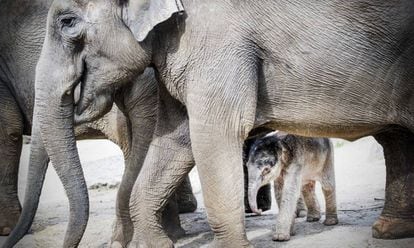 Una cr&iacute;a reci&eacute;n nacida de elefante camina junto a su madre en el recinto de elefantes del zoo de Amersfoort, en Holanda.