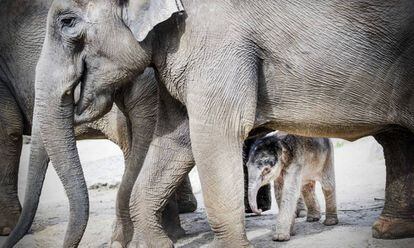 Una cría recién nacida de elefante camina junto a su madre en el recinto de elefantes del zoo de Amersfoort, en Holanda.