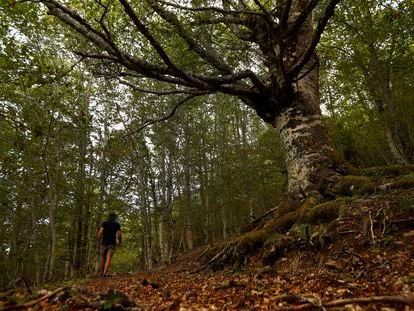 El bosque de hayedo de Montejo, en la Sierra del Rincón, Madrid.