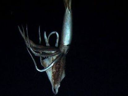 Un calamar gigante a una profundidad de 630 metros.