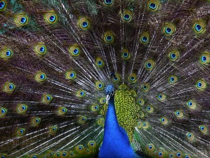 Un pavo real macho abre su plumaje mientras trata de atraer a una hembra en el Zoo de la localidad cisjordana de Calquelia (Palestina).