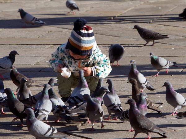 Un niño da de comer a un grupo de palomas en Pontevedra que este viernes presenta un tiempo primaveral.