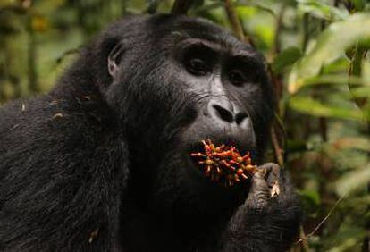Uno de los gorilas fotografiados por el autor en el Bosque Impenetrable de Bwindi, en Uganda.