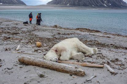 El oso polar abatido en el archipiélago de Svalbard, en Noruega.