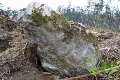 Una de las grandes piedras que formaban el dolmen, abandonada en el eucaliptal tras la tala llevada a cabo con maquinaria pesada.