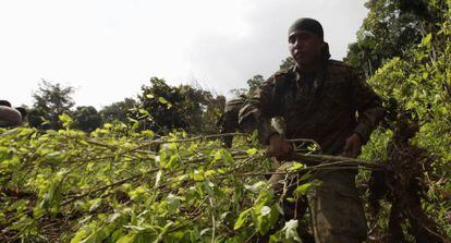 Policía panameño con plantas de coca.