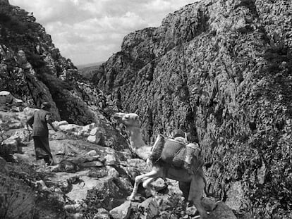 Un home amb un camell a les muntanyes de Socotra, al film.