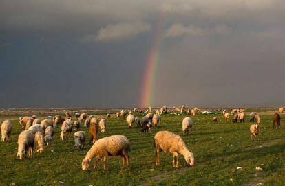 Ovejas pastan en un prado en Rahat (Israel), el pasado 10 de enero.