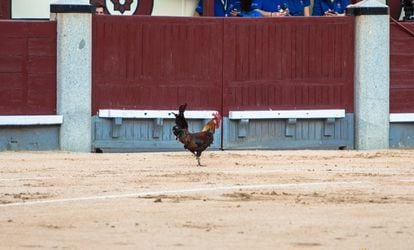 Un gallo se pasea por el ruedo de Las Ventas en tarde de festejo.