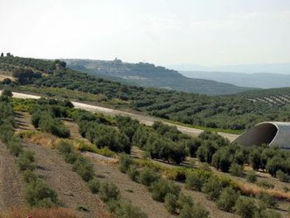 El olivar catapulta el empleo en Jaén