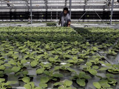 Los representantes del sector del cultivo del tabaco contemplan con esperanza cualquier uso alternativo de la planta.