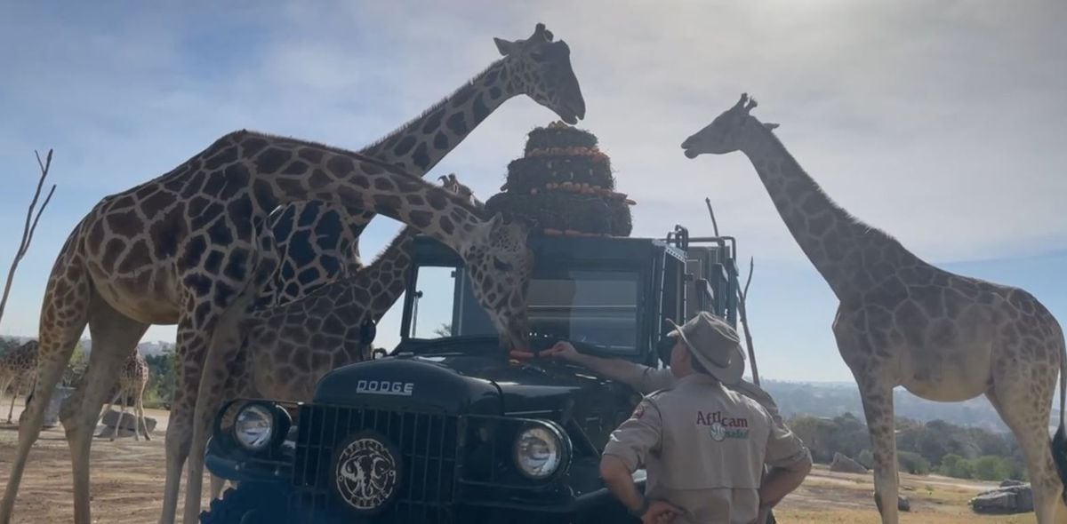 La Jirafa Benito Conoce A Su Nueva Familia En El Parque Africam Safari ...