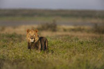 Un joven león entre la hierba alta propia de la estación de lluvias en la reserva del Kalahari, en Botsuana.