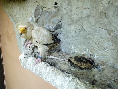 El pollo de alimoche nacido en Jerez, junto a uno de sus progenitores en el zoo.