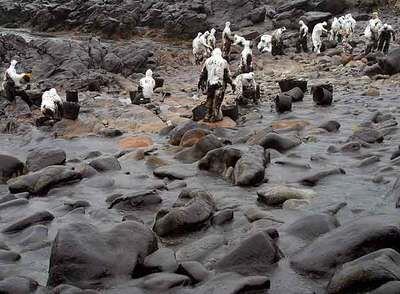 Voluntarios limpian de chapapote una playa de Lira, en Carnota, en diciembre de 2002.