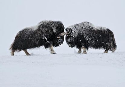 FRENTE A FRENTE. NORUEGA. Estos bueyes almizcleros han decidido dirimir sus diferencias frontalmente en plena tormenta de nieve en el parque nacional de Dovrefjell.