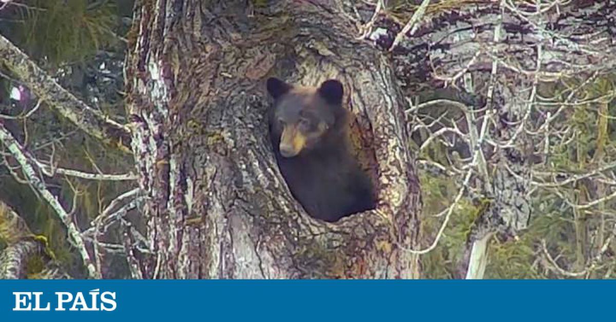 Así se despierta un oso de su hibernación | Mundo animal | EL PAÍS Así se despierta un oso de su hibernación | Mundo animal | EL PAÍS