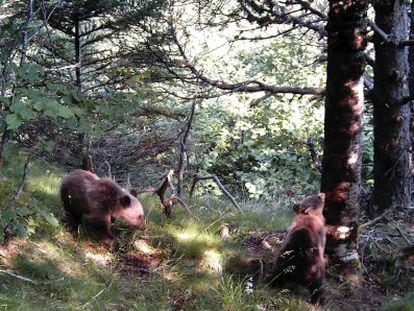 Dos cr&iacute;as de oso en los bosques del Pirineo catal&aacute;n.