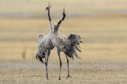 Dos grullas en la reserva de Gallocanta (Zaragoza).