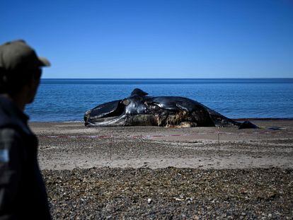 Un guardabosques mira a una ballena franca austral muerta que yacía en la orilla de una playa cerca de Puerto Madryn, provincia de Chubut (Argentina), el 5 de octubre de 2022.