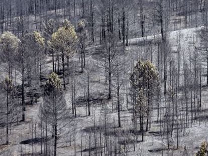 Uno de los parajes de Chequilla (Guadalajara) afectado por el incendio.