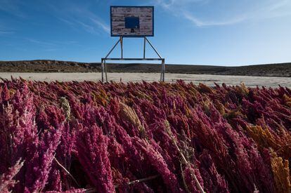 Espigas de quinoa cosechadas se mueven con el viento en la cancha de básquetbol de Bella Vista (Bolivia). Aunque es uno de los cultivos más resistentes del mundo, los habitantes de los lagos salados en la región de Uyuni y Coipasa creen que la razón por la que en la última temporada la cosecha no creció bien fue la sequía.