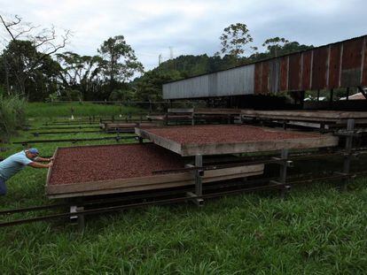 Parte de los granos de cacao son secados naturalmente al sol, algo que es posible en tiempos previos a la temporada de lluvia, que comienza alrededor de mayo. La planta cuenta con secadores artificiales que permiten mantener el ritmo productivo. 