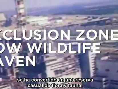 La zona de Chernóbil en Ucrania se ha convertido en una reserva de fauna y flora por casualidad