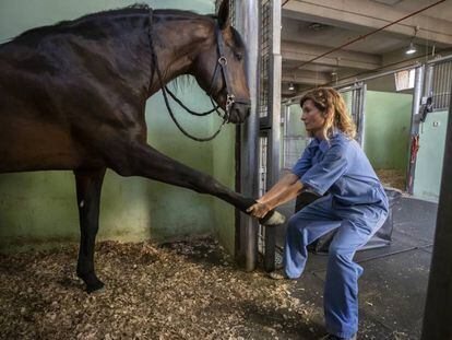 Luna Rodríguez, veterinaria especializada en fisioterapia equina, en la clínica veterinaria de la Complutense de Madrid.