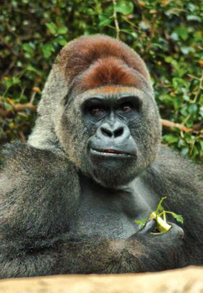 Un gorila como este, de los que conviven en Loro Parque, fue el que nunca se escapó.