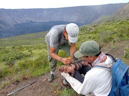 Dos investigadores marcan a un ejemplar adulto de iguana rosada en el volcán Wolf, en las Galápagos (Ecuador).