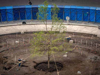 El nuevo árbol ahuehuete en Paseo de la Reforma de Ciudad de México.