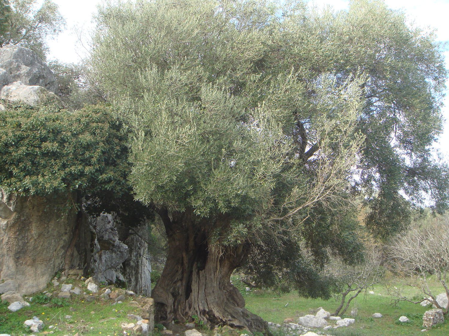Acebuche centenario en la antigua ciudad romana de Ocuri, junto a Ubrique, incluido en el catálogo de árboles y arboledas singulares de Cádiz.