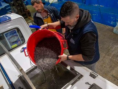 Igor Casares, de Angulas Ibaialde, deposita angulas en el vehículo que transportará los peces desde el País Vasco hasta Galicia, este martes.