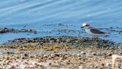 Chorlitejo patinegro ('Charadrius alexandrinus') en la Albufera de Valencia. 