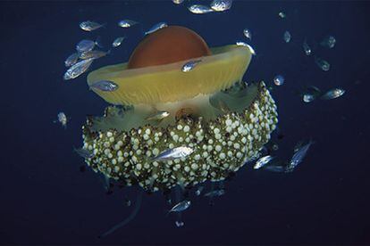 Un ejemplar de 'Cotylorhiza tuberculata', una especie de medusa común en el Mediterráneo y sobre la que se ha realizado el experimento de adaptación a los cambios.