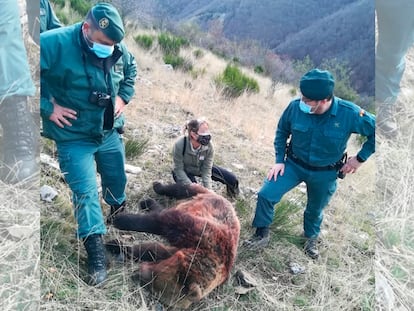 La osa abatida el pasado domingo en una cacería en el parque natural de Fuentes Carrionas, en Palencia.