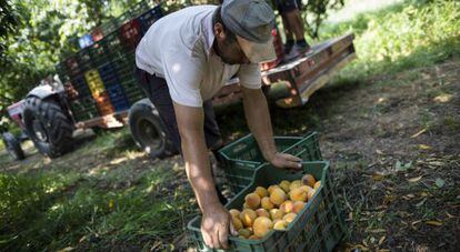 Un agricultor griego recoge la cosecha del melocot&oacute;n.