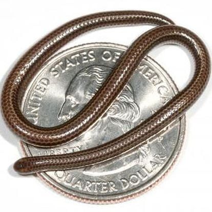 La serpiente llamada 'Leptotyphlops carlae', sobre un cuarto de dólar.