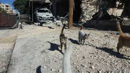En la imagen, proporcionada por Mohamed Alaa, se ve la destrucción del refugio de gatos que Alaa mantenía en Hanano.
