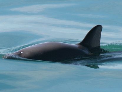 Un ejemplar de vaquita marina en el Alto Golfo de California
