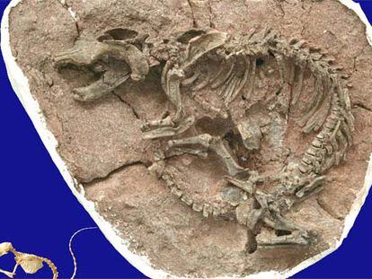 El fósil de <i>Repenomamus giganticus.</i>