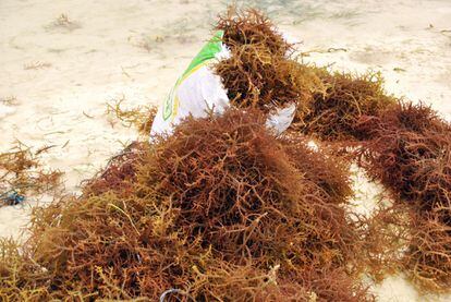 El precio de las algas es estipulado por una feroz competencia empresarial que se reparten ocho grandes marcas en la isla y con capital internacional. La variedad de alga cottonii varía de los 0,15 hasta los 0,25 euros el kilogramo. La spinosum ronda los 0,10.