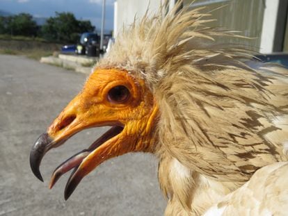 El alimoche más longevo conocido.